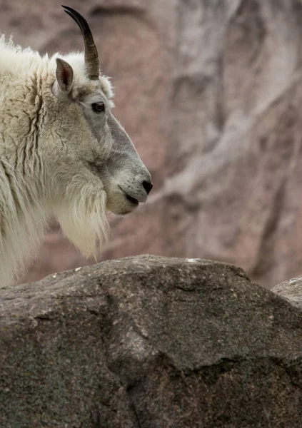 Cabra montesa na rocha — Fotografia de Stock
