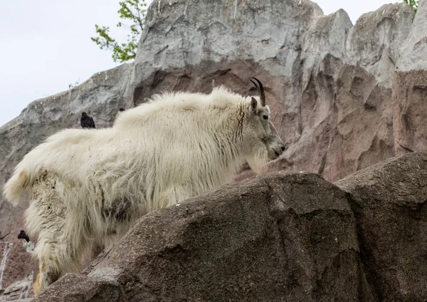 Chèvre de montagne sur le rocher — Photo