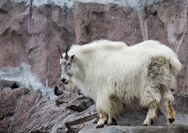 Chèvre Montagne Debout Sur Rocher — Photo