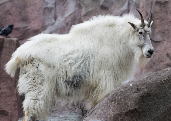 Mountain goat wool Stock Photos, Royalty Free Mountain goat wool Images |  Depositphotos