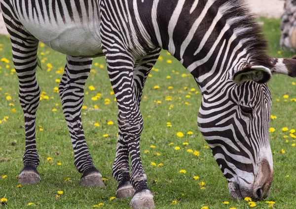 Kaiserliches Zebra auf dem Feld — Stockfoto