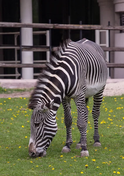 Kaiserliches Zebra auf dem Feld — Stockfoto