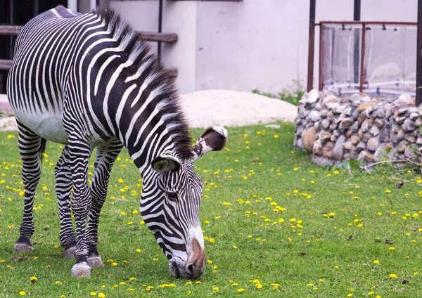 Zebra imperială pe câmp — Fotografie, imagine de stoc