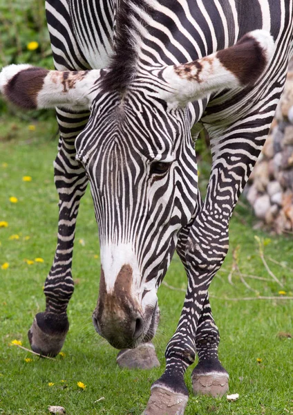 Zebra imperială pe câmp — Fotografie, imagine de stoc