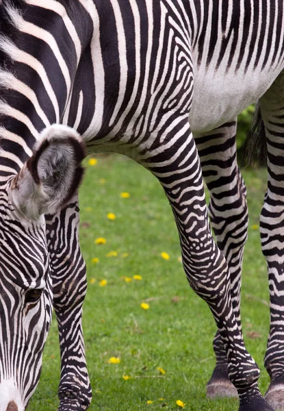 Kaiserliches Zebra auf dem Feld — Stockfoto