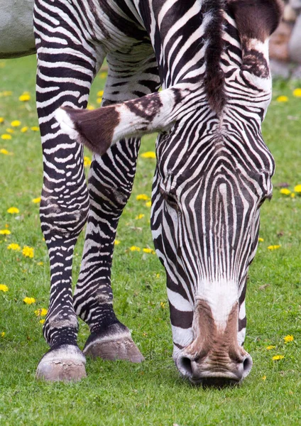 Imperial zebra on the field — Stock Photo, Image