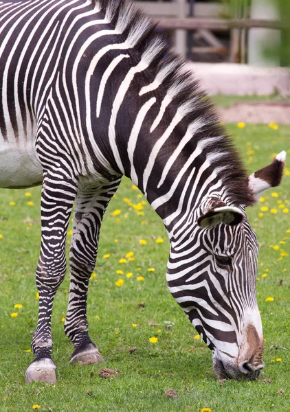 Zebra imperială pe câmp — Fotografie, imagine de stoc