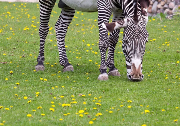 Zebra Imperial Bonito Campo — Fotografia de Stock