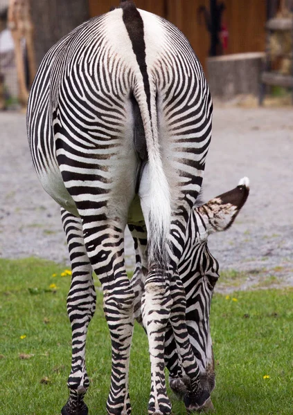 Kejserliga zebra på fältet — Stockfoto