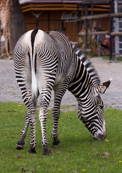 Kaiserliches Zebra auf dem Feld — Stockfoto