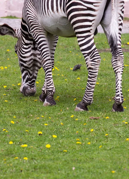 Zebra Imperial Bonito Campo — Fotografia de Stock