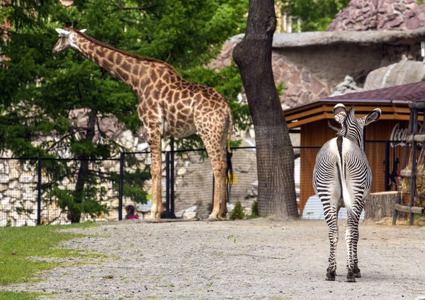 Kejserliga zebra på fältet — Stockfoto