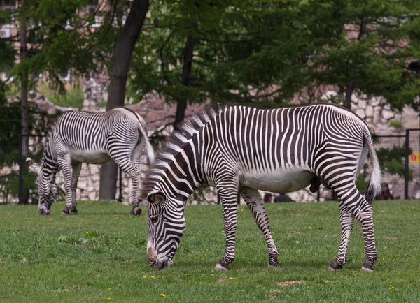 Kaiserliches Zebra auf dem Feld — Stockfoto