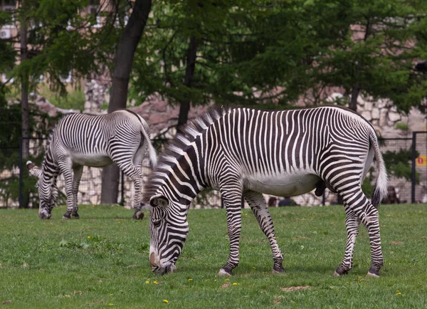 Zebra imperial no campo — Fotografia de Stock