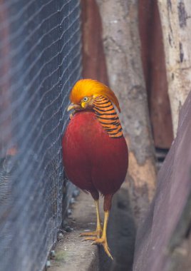 İçinde elbise doğurmak sülün erkek