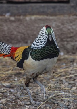 İçinde elbise doğurmak sülün erkek