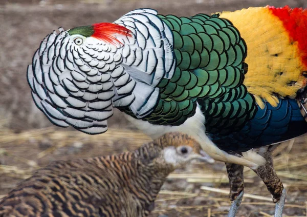 Lady Amherst's pheasants in nuptial dance — Stock Photo, Image