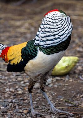 İçinde elbise doğurmak sülün erkek