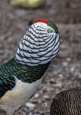 İçinde elbise doğurmak sülün erkek