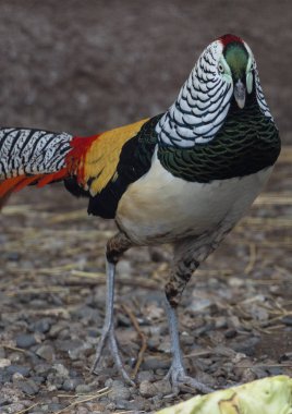 İçinde elbise doğurmak sülün erkek