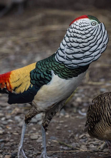 Pheasant male in breeding dress — Stock Photo, Image