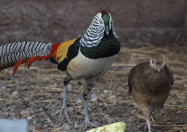 Lady Amherst's pheasants in nuptial dance — Stock Photo, Image