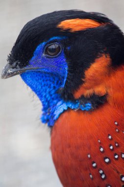 Tragopan - Asya kuş sülüngiller
