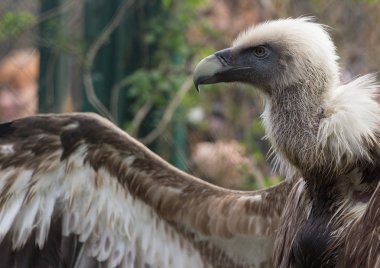 Kızıl akbaba ve onun tüyleri