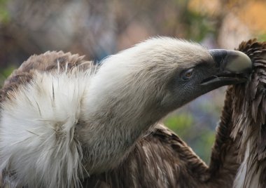 Yakın çekim yan görünüm Griffon akbaba