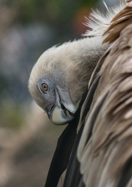 Yakın çekim yan görünüm Griffon akbaba