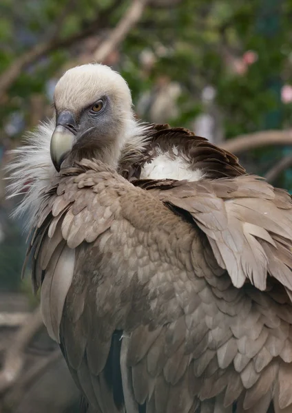Griffon Abutre e sua plumagem — Fotografia de Stock