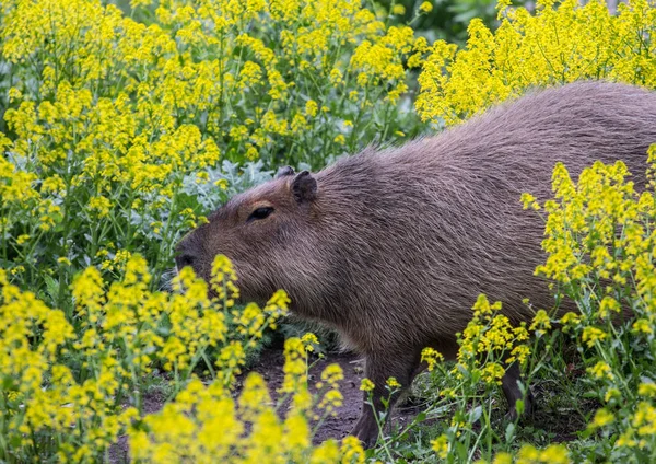 View of cute capybara sitting on the field — Stock Photo, Image