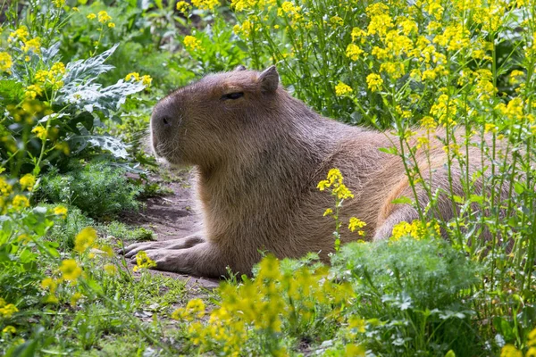 Cute capybara lying on the field — Stock Photo, Image