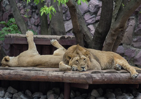 Κάλυψη των αρσενικών και θηλυκών ασιατικά λιοντάρια που ξεκουράζονται κάτω από δέντρο — Φωτογραφία Αρχείου