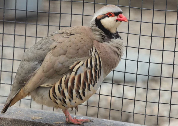 partridge standing on one leg next to the steel wire netting