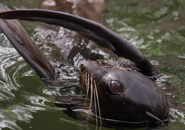 Northern fur seal close-up — Stock Photo, Image