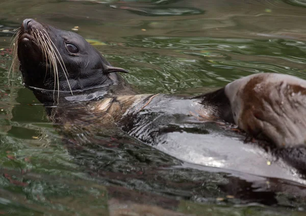 Floating northern fur seal — Stock Photo, Image