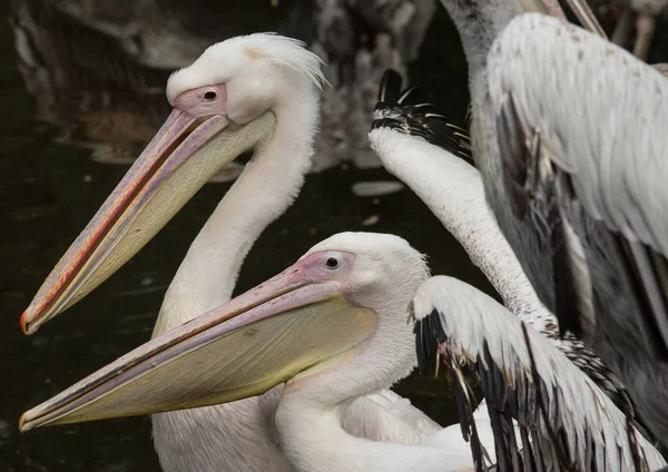 Boční pohled dvou pelikánů — Stock fotografie