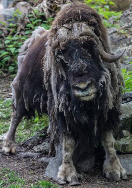 Muskox duran kayaların arasındaki yakın çekim.
