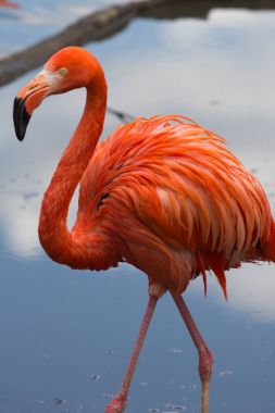 Tek bir Amerikan flamingo gölet üzerinde yürüme