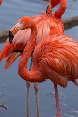 Amerikan flamingolar birkaç.