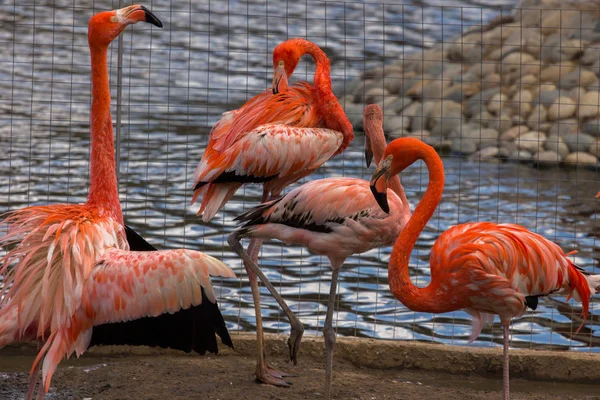 Um bando de flamingos americanos — Fotografia de Stock