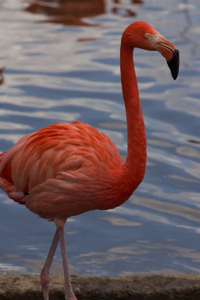 Egy séta a tó egyetlen flamingó — Stock Fotó