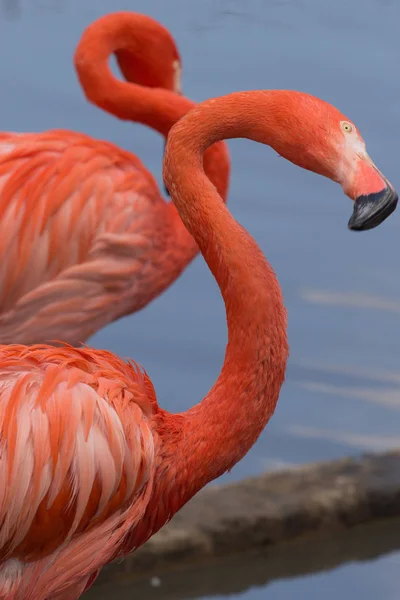 Par av amerikanska flamingos. — Stockfoto