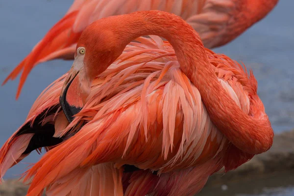 American flamingo cleaning its feathers. — Stock Photo, Image