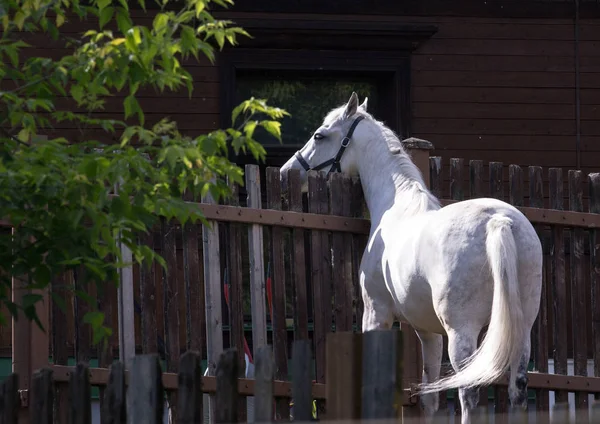 Zijaanzicht Van Beautiful White Horse Staande Door Het Hek — Stockfoto