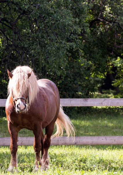 特写镜头的英俊匹棕色的马，在绿色的田野. — 图库照片