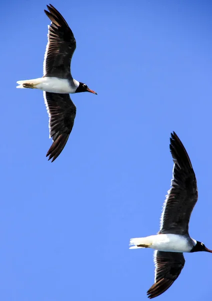 蓝色万里无云的天空背景上的一对飞翔的海鸥 — 图库照片