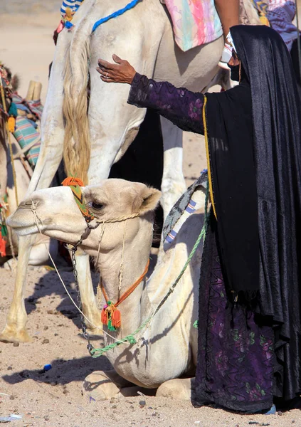 Bedouin woman in black clothes with a raised hand next to a camel. — Stock Photo, Image