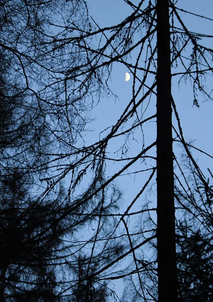 針葉樹の木のトランクのシルエット. — ストック写真